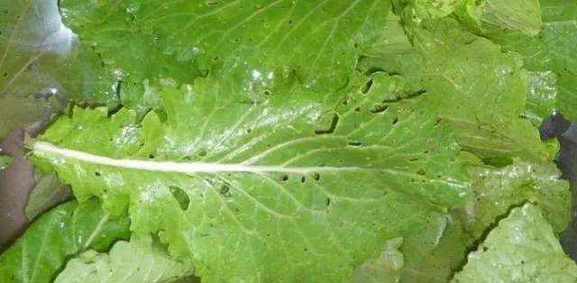 食品安全檢測(cè)儀 食品安全檢測(cè)儀