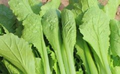 果蔬農(nóng)殘檢測(cè)儀規(guī)范食品市場(chǎng)安全