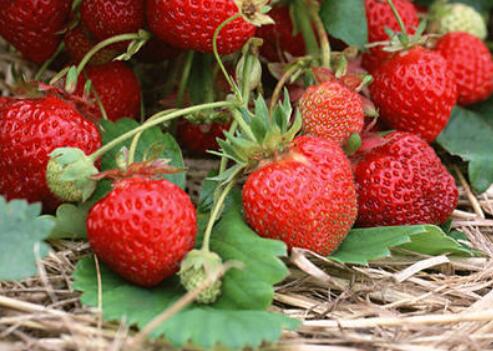 農(nóng)藥殘留檢測(cè)儀 農(nóng)藥殘留檢測(cè)儀