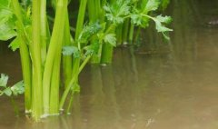 肉制品檢測儀價格，該如何選擇？