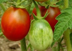 如何購買高性價比食品安全檢測儀？