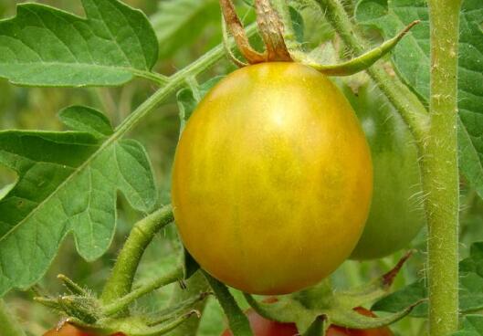 便攜式農(nóng)殘儀 便攜式農(nóng)殘儀