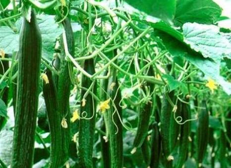 食品安全檢測(cè)儀 食品安全檢測(cè)儀