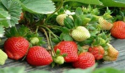 農(nóng)藥殘留速測儀 農(nóng)藥殘留速測儀